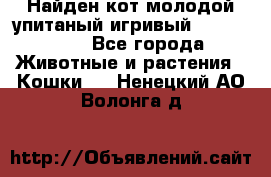 Найден кот,молодой упитаный игривый 12.03.2017 - Все города Животные и растения » Кошки   . Ненецкий АО,Волонга д.